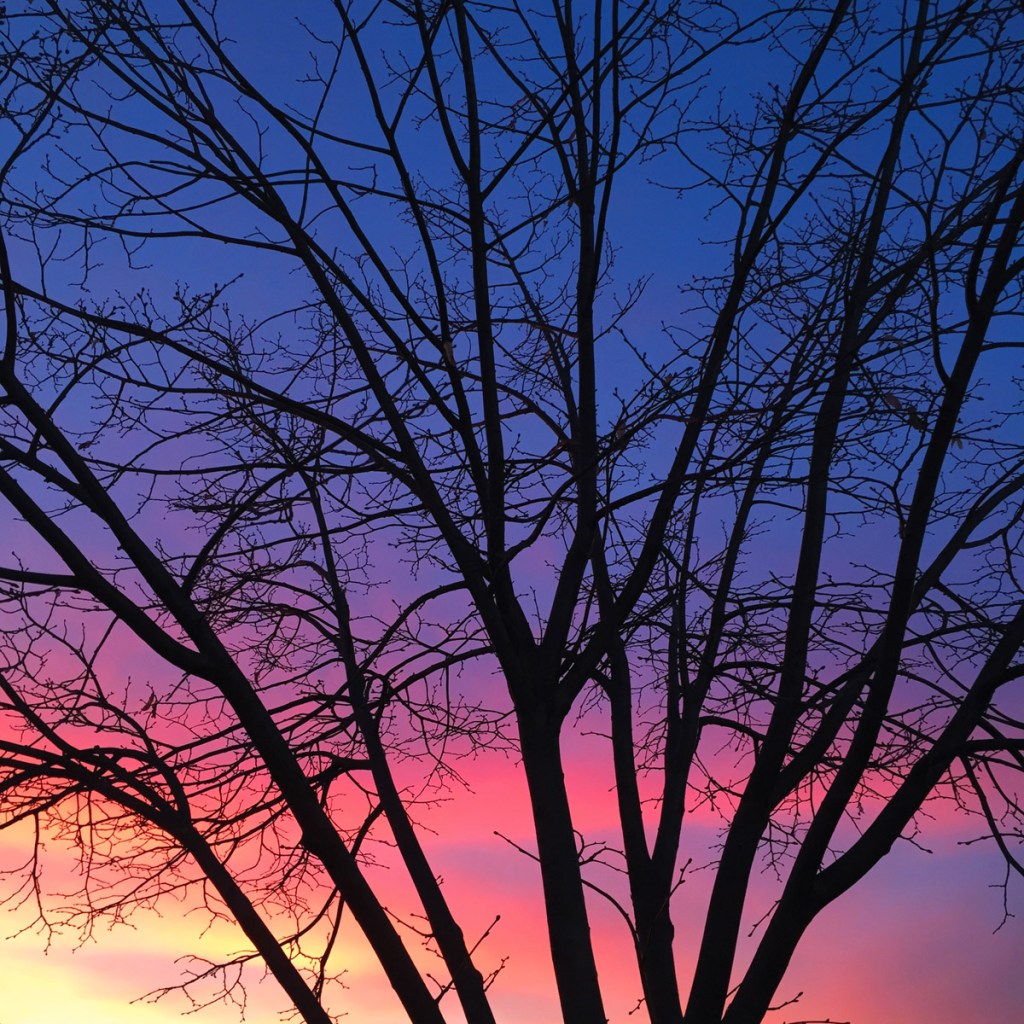 bare tree sunset