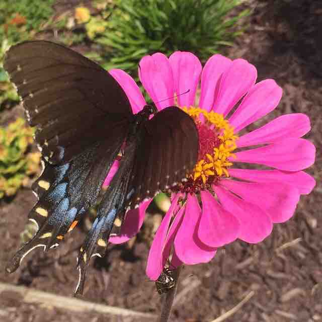 Butterfly on a flower