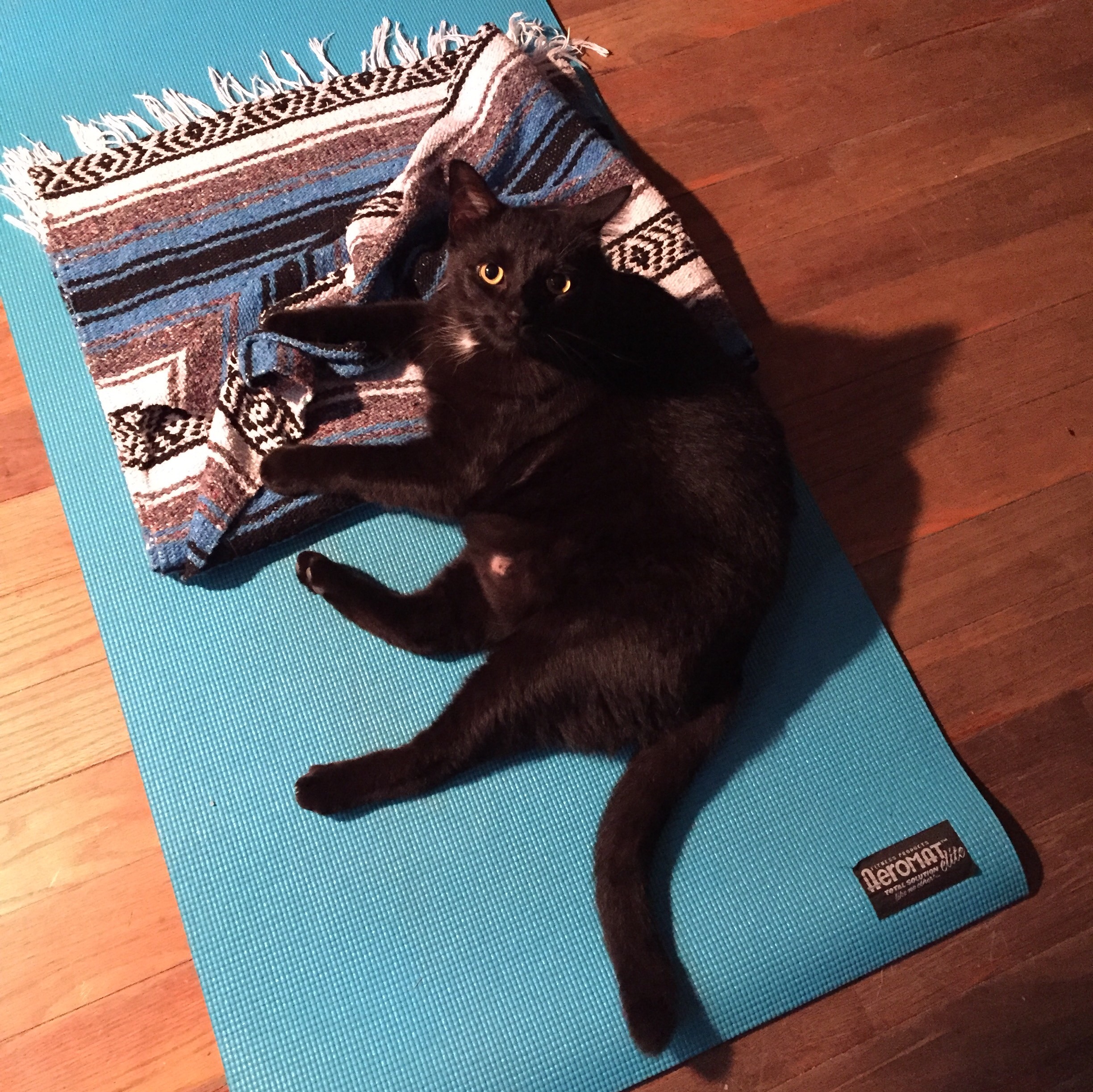 Cat and yoga