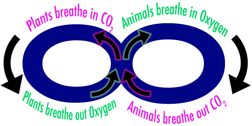 going green plant animal breathing cycle