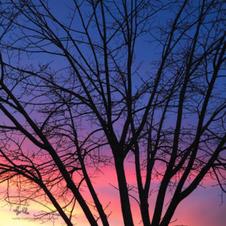 trees at sunset