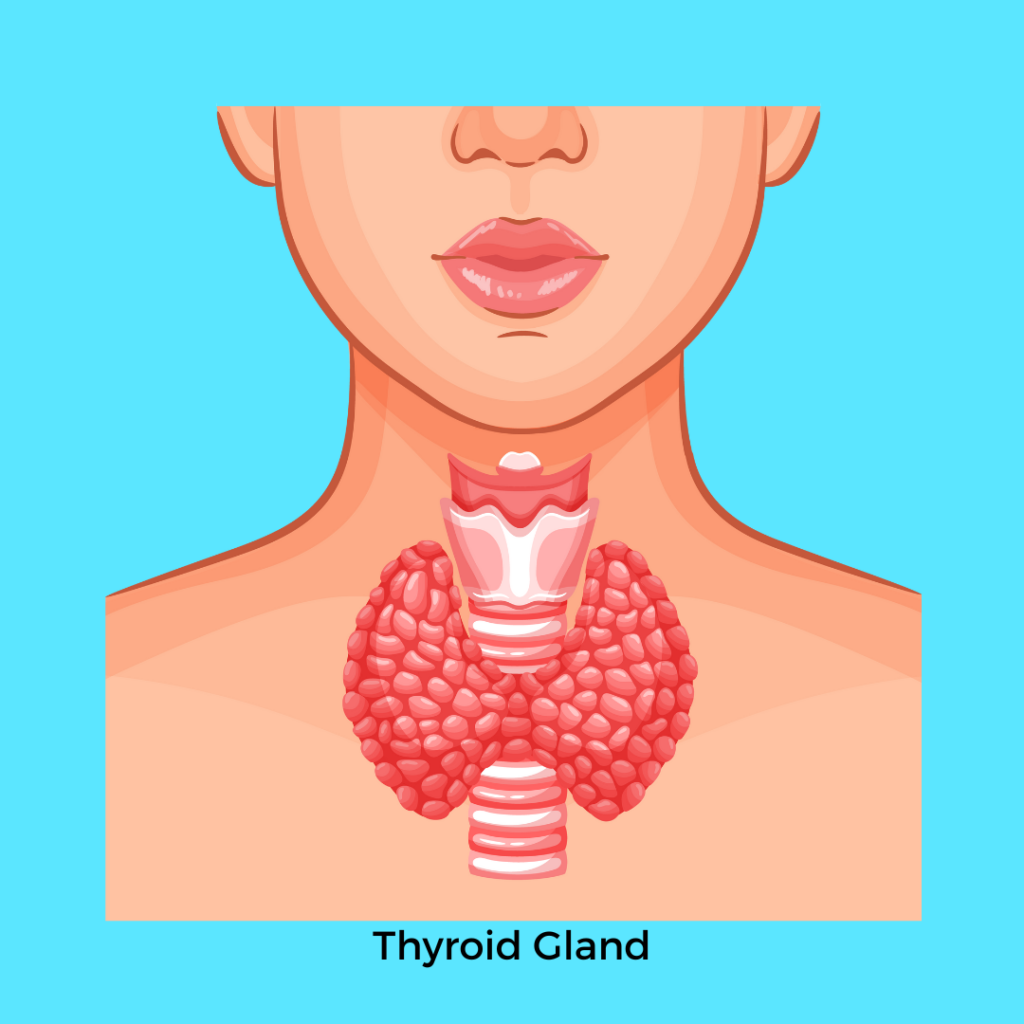 graphic of bottom of face and throat interior with thyroid gland in center on  a turquoise background